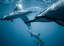 开云综合服务-【亚冠】出线后大崩盘！布哈贾尔2球上港0比4悉尼